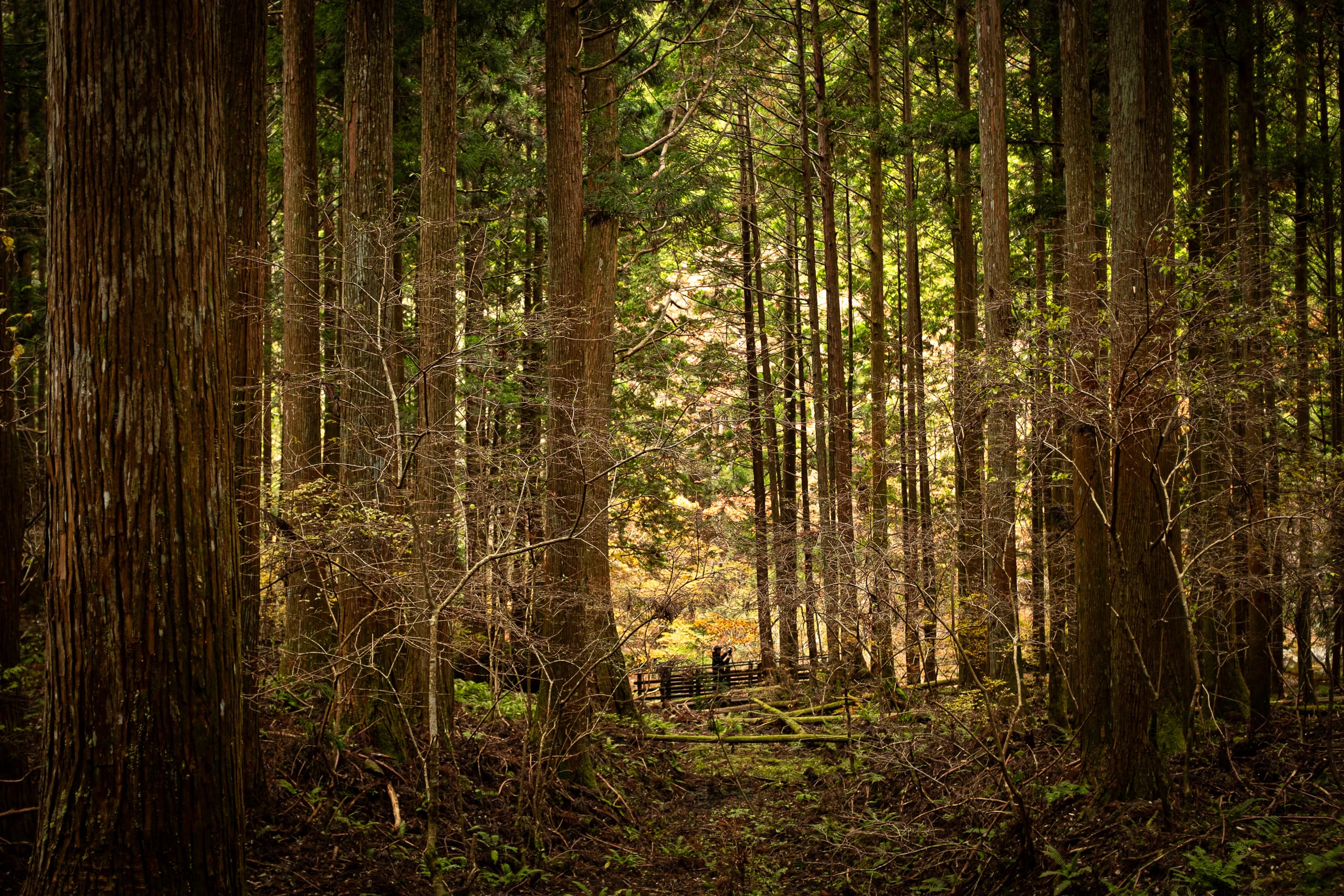 Mind Trail: The Forest — Chapter 4 | Tenkawa